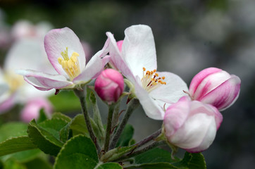 Fototapeta premium Apfelblüte mit Biene