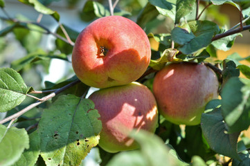 Apples ripen on the trees.