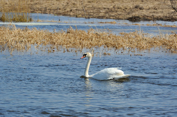 White Swan Swimming in the Lake