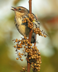 Female Yellow-Rumped Warbler With Seed