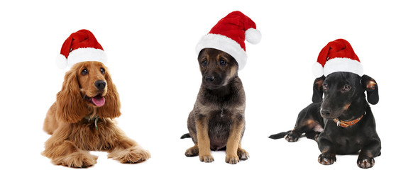 Dogs in Santa Claus isolated on white