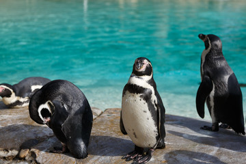 Naklejka premium Penguin in London Zoo.