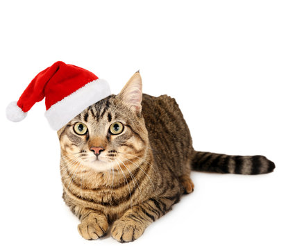 Cat In Santa Claus Hat Isolated On White