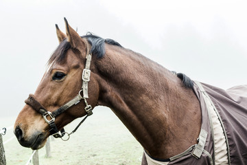Obraz premium horses at the meadow in fog