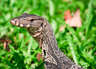water monitor in yard and looking back to camera lens.