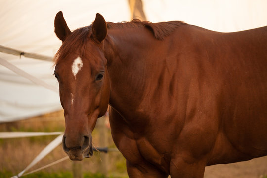 Das sprechende Pferd