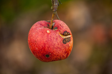 Verletzer Apfel