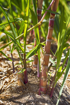 Plants de canne &agrave; sucre