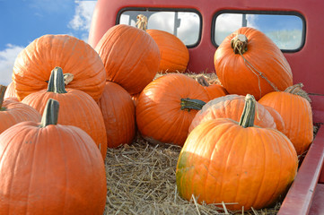 Pumpkins on Back of Pickup Truck