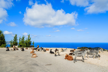 Fototapeta na wymiar Goats on scenic mountain road to Assos village, Kefalonia island