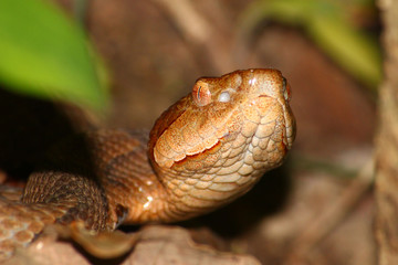 Fototapeta premium Copperhead Snake Alabama USA