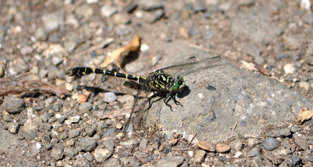 dragonfly in nature