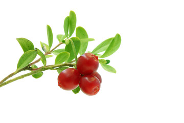 Lingonberry branch