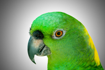 Colourful parrot bird sitting on the perch