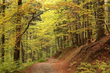 Trail through the picturesque autumnal forest