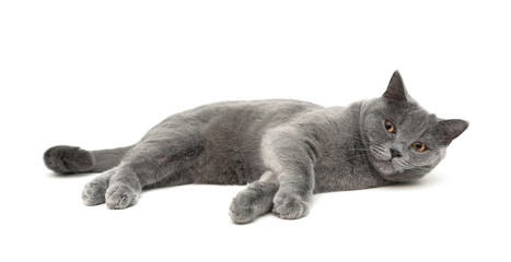 Cat breeds Scottish Straight lies on a white background