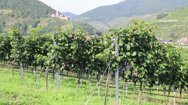 Wachau - 005 - Rotwein - Ruine Hinterhaus