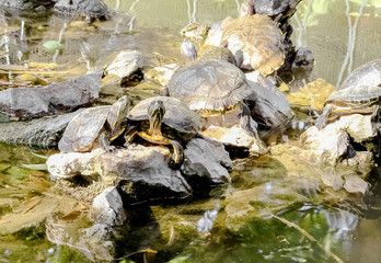 Fototapeta na wymiar Turtles basking in the sun