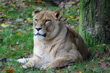 Fototapeta na wymiar Löwin (Lion)