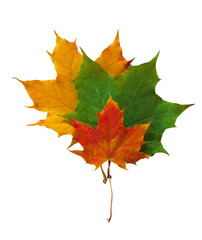 Autumn leaves yellow, red and green carved on a white background