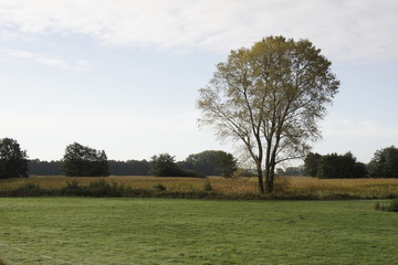 Tree in a Dutch landscape