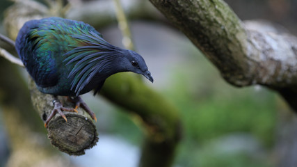 Nicobar pigeon, Caloenas nicobarica