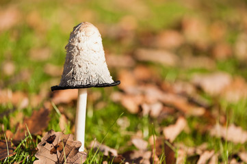 Ein Tintenpilz auf einer Herbstwiese