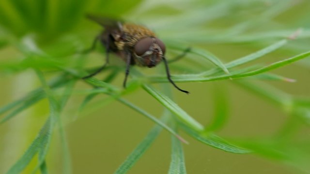 Fly - Delia radicum on grass