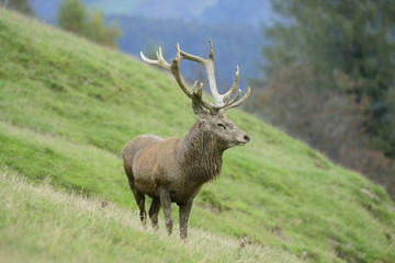Rothirsch - König des Waldes