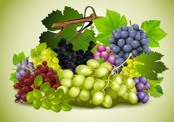 still life of grapes