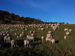 Obraz premium Migliaia di pecore al pascolo