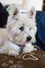 West Highland white terrier portrait lying on a sofa