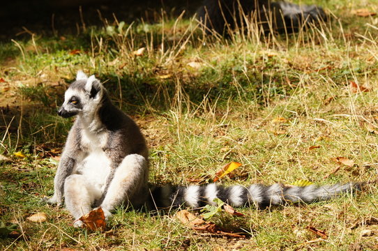 Maki Catta assis au soleil