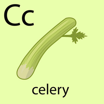 Hand drawn celery illustration