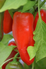 Roter Paprika