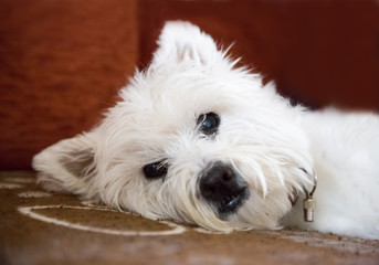 West Highland white terrier portrait lying on a sofa