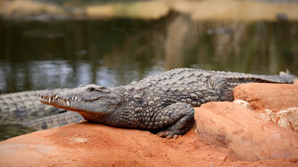 Nile crocodile, Crocodylus niloticus