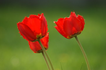 Tulpen