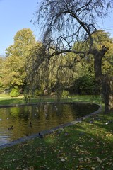 L'arbre mort au bord de l'eau au parc Roi Baudoin