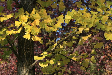 Herbstlicher Gingkobaum im Steglitzer Stadtpark