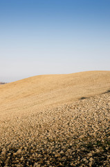 Fototapeta na wymiar prairie toscane crete senesi