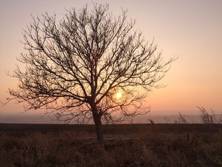 Fototapeta na wymiar lone tree at sunset