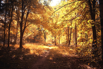 yellow autumn park leaves in September