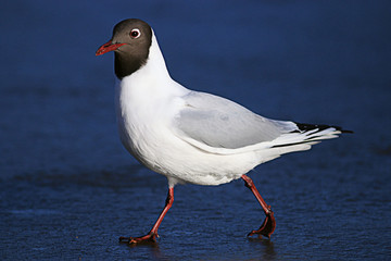 black-headed gull blue background goes
