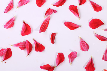 flying red petals, flowers lightness concept