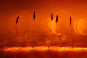 abstract blurred natural background orange dandelion seeds