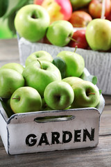 Juicy apples in garden box, close-up