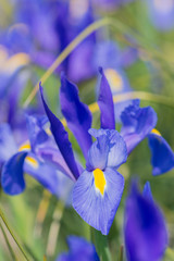 Iris Blue magic