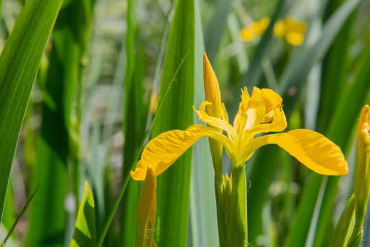 yellow iris in water
