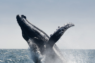 Humpback Whale jumping in Puerto Lopez, Ecuador - obrazy, fototapety, plakaty